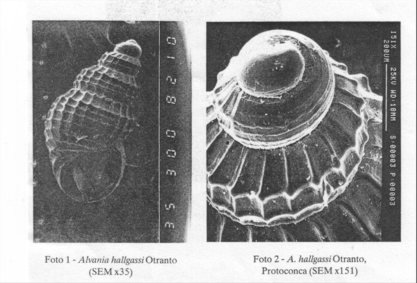 Rissoidae nel Mediterraneo: Genere Alvania